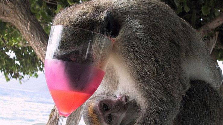funny monkeys drinking